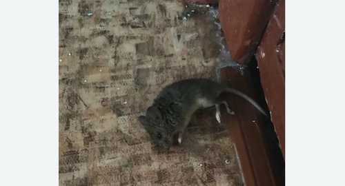 Дезинфекция от мышей в Усть-Лабинске