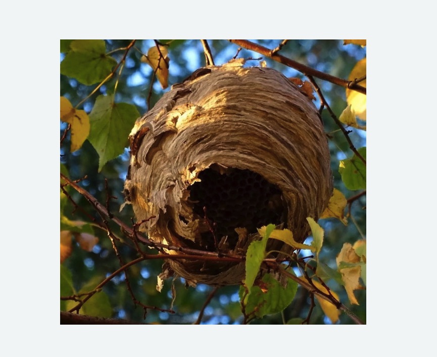 Обработка от шершней в Усть-Лабинске