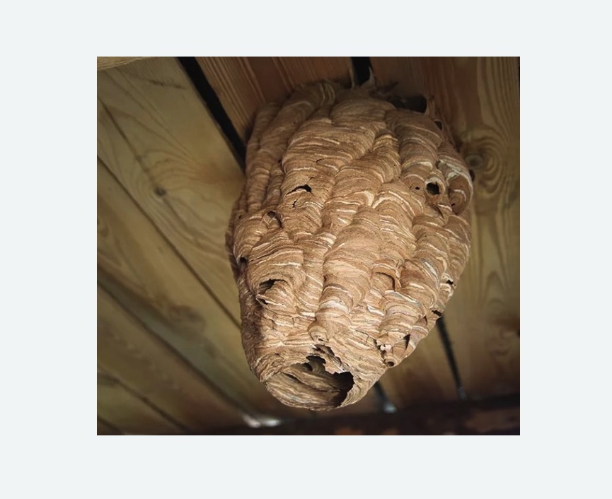 обработка от шершней в Усть-Лабинске