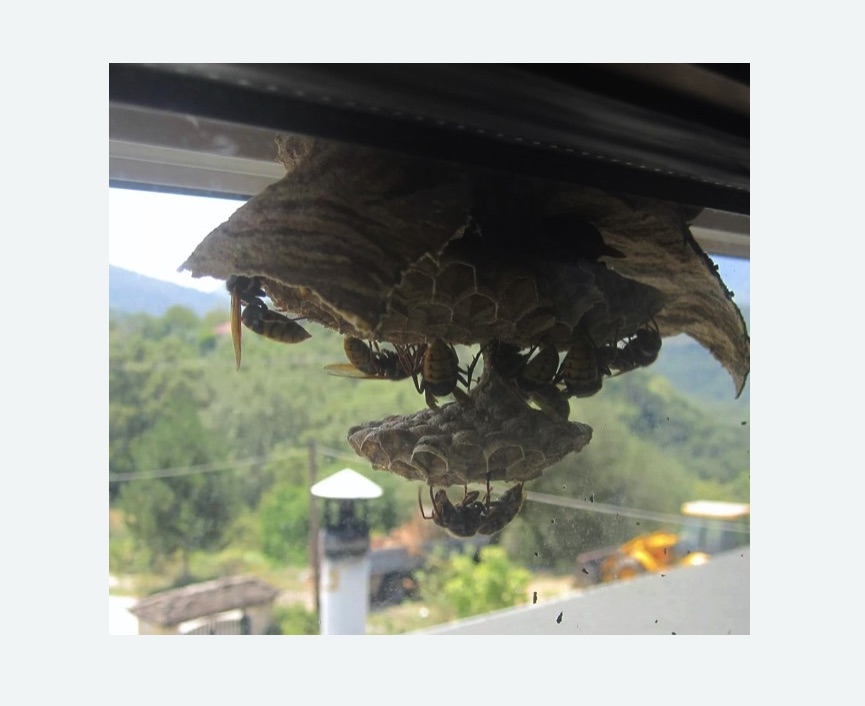 Уничтожение гнёзд шершней в Усть-Лабинске