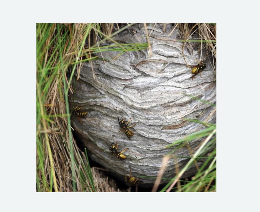 Уничтожение ос и ульев Уничтожение ос и ульев в Усть-Лабинске